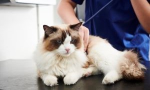 Doença Renal Crónica felina